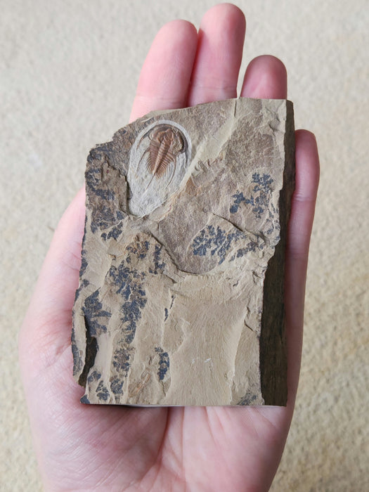 Olenellus Trilobite | Nevada