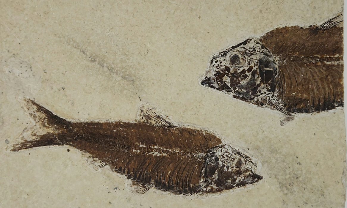 4" Knightia eocaena with Partial Knightia | 100% Natural | Green River Formation | Wyoming