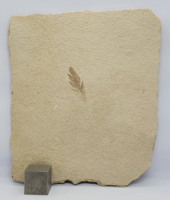 Beautifully Preserved Feather | 100% Natural | Green River Formation | Wyoming
