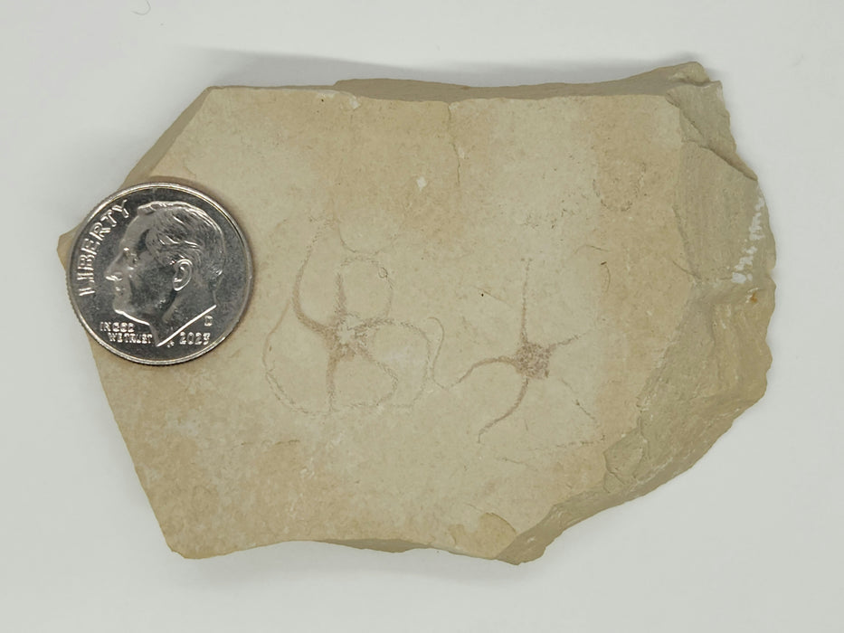 Double Fossil Brittle Star | Germany