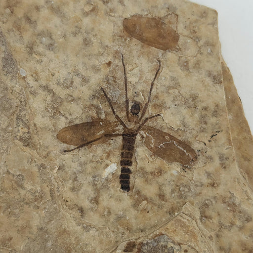 In Stone Fossils 