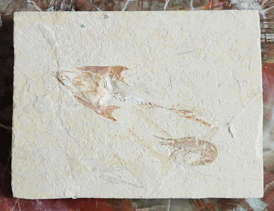 Coccodus insignis (fossil fish) and Carpopenaeus (fossil shrimp) | Lebanon
