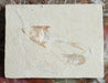 In Stone Fossils 