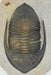 In Stone Fossils 