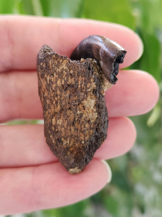 Nanotryannus Tooth on Ceratopsian bone fragment | Hell Creek Formation | South Dakota
