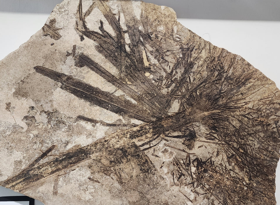 Sabalites powelli Fossil Palm Leaf | Green River Formation | Wyoming