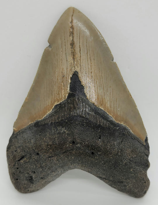 4" Megalodon Tooth | Hawthorn Formation