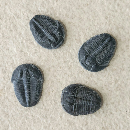 In Stone Fossils 