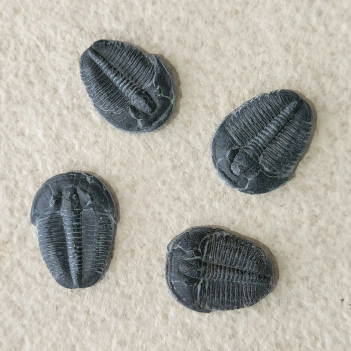 0.75" - 0.875" Elrathia kingii Trilobite | Utah