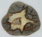 In Stone Fossils 