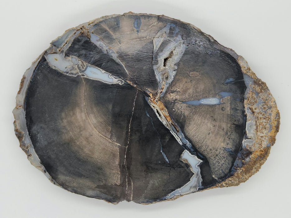 Blue Forest Unpolished Petrified Hardwood Slab | Eden Valley | Wyoming