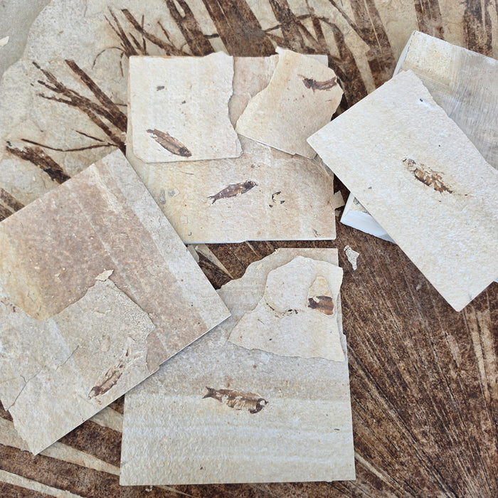 Fossil Block Experience Kit | Green River Formation | Fossil Butte Member