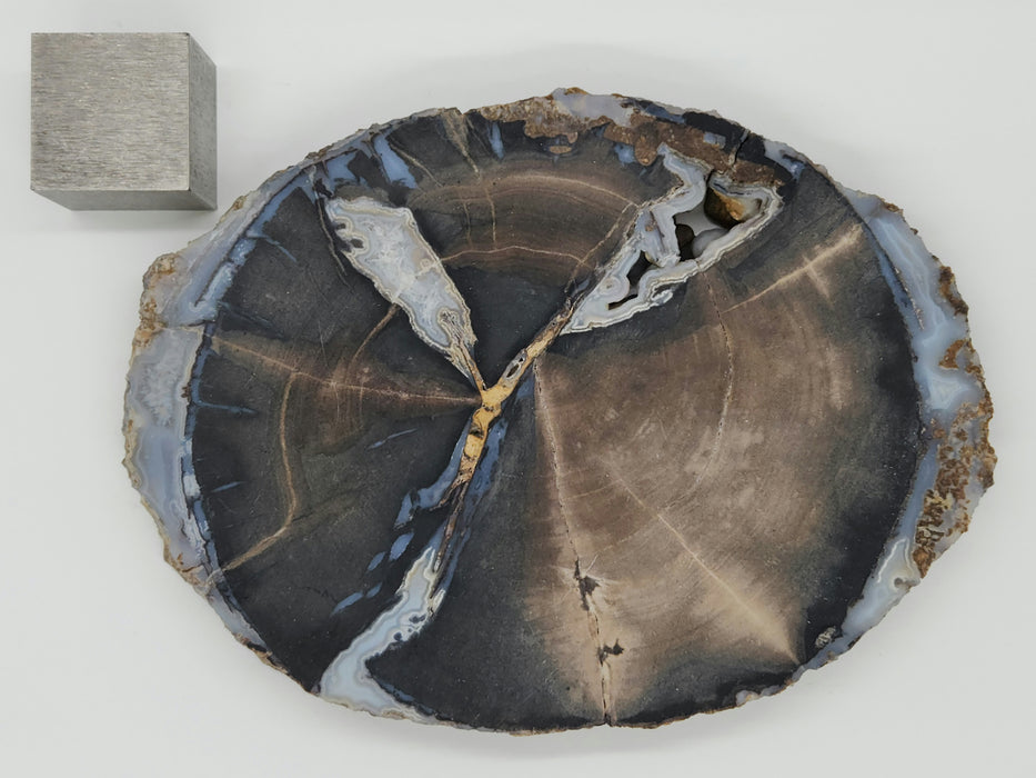 Blue Forest Unpolished Petrified Hardwood Slab | Eden Valley | Wyoming