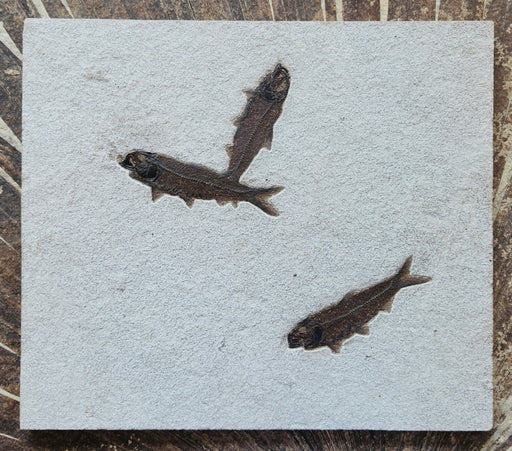 In Stone Fossils 