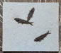 In Stone Fossils 