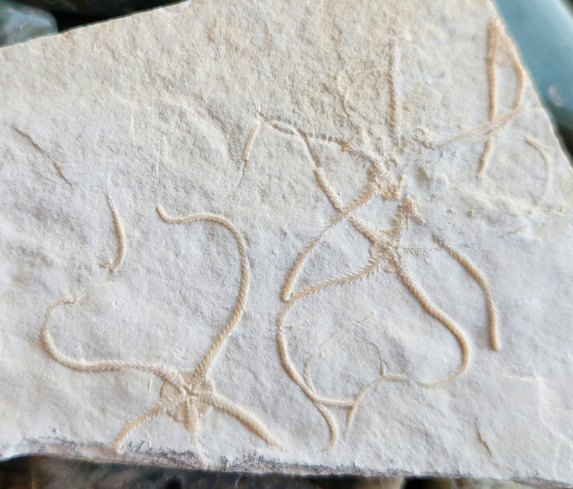 Multiple Fossil Brittle Stars | Germany