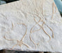 In Stone Fossils 