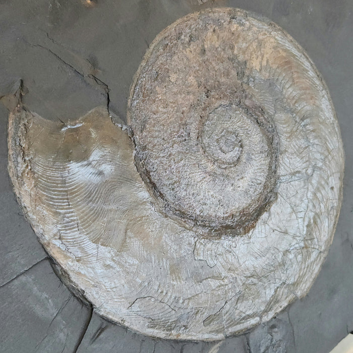 Harpoceras Ammonite | Germany