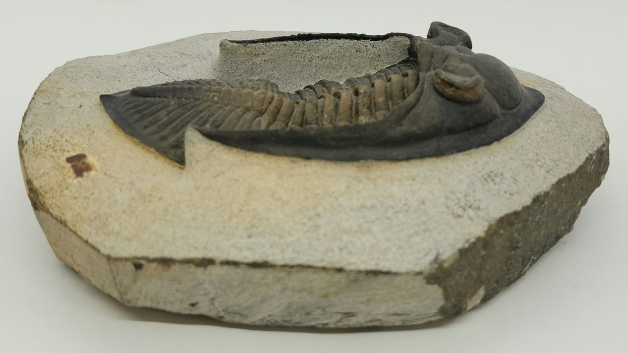 Odontochile hausmanni Trilobite | Morocco