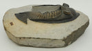 In Stone Fossils 