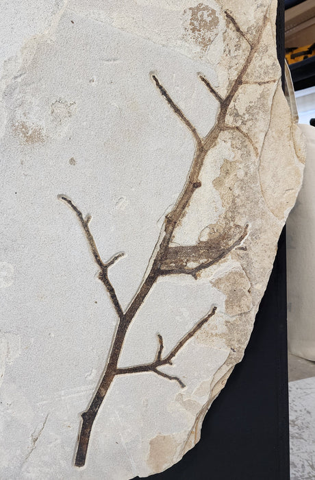 4.5" Knightia eocaena with undescribed branch | 100% Natural | Green River Formation | Wyoming