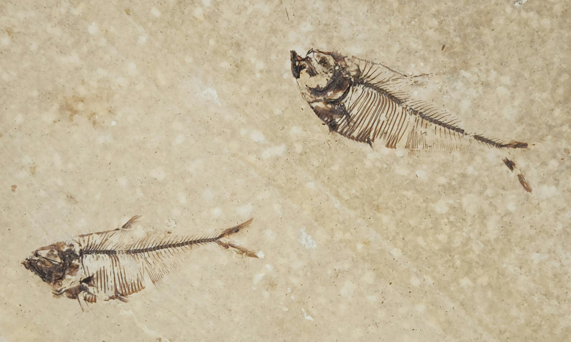 2.25" & 2.5" Diplomystus dentatus | Green River Formation | Wyoming