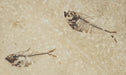 In Stone Fossils 