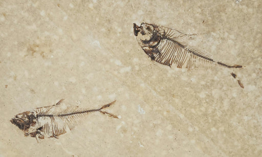 In Stone Fossils 