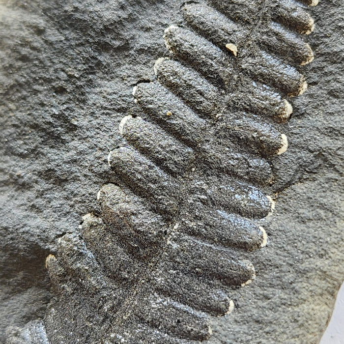 Fossil Fern | Diplazites unita | Pennsylvania