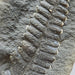 In Stone Fossils 