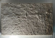 In Stone Fossils 