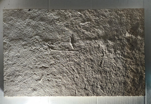 In Stone Fossils 