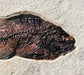 In Stone Fossils 