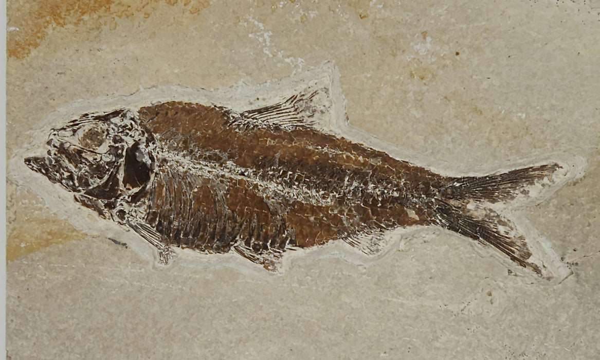 4.25" Knightia eocaena | 100% Natural | Green River Formation | Wyoming