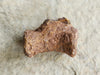 In Stone Fossils 
