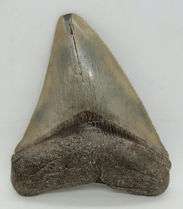 3.25" Megalodon Tooth | Hawthorn Formation
