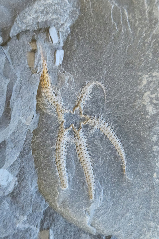 In Stone Fossils 