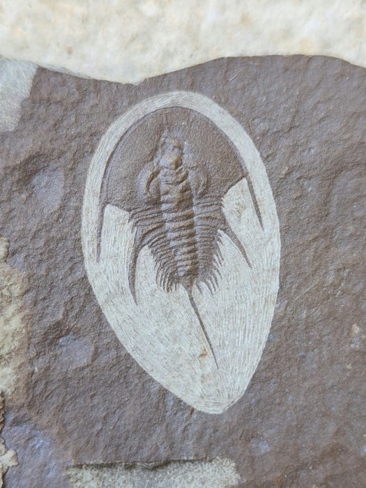 Olenellus Trilobite | Nevada