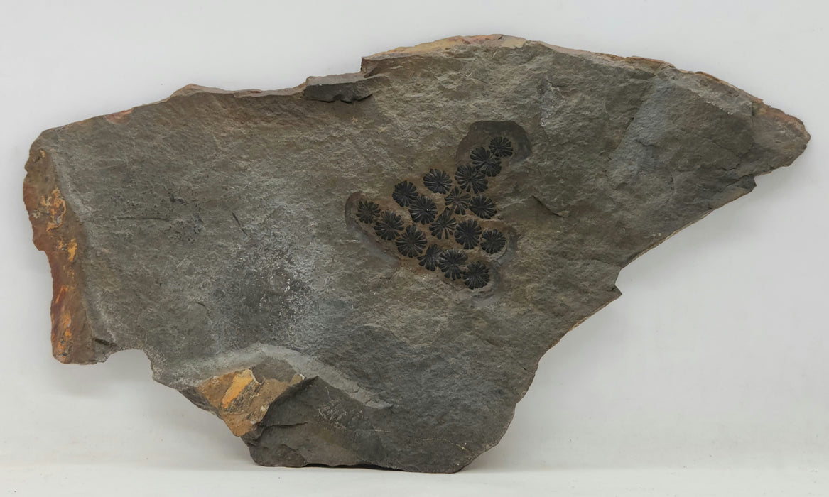 Fossil Plant | Annularia sphenophylloides | Spain