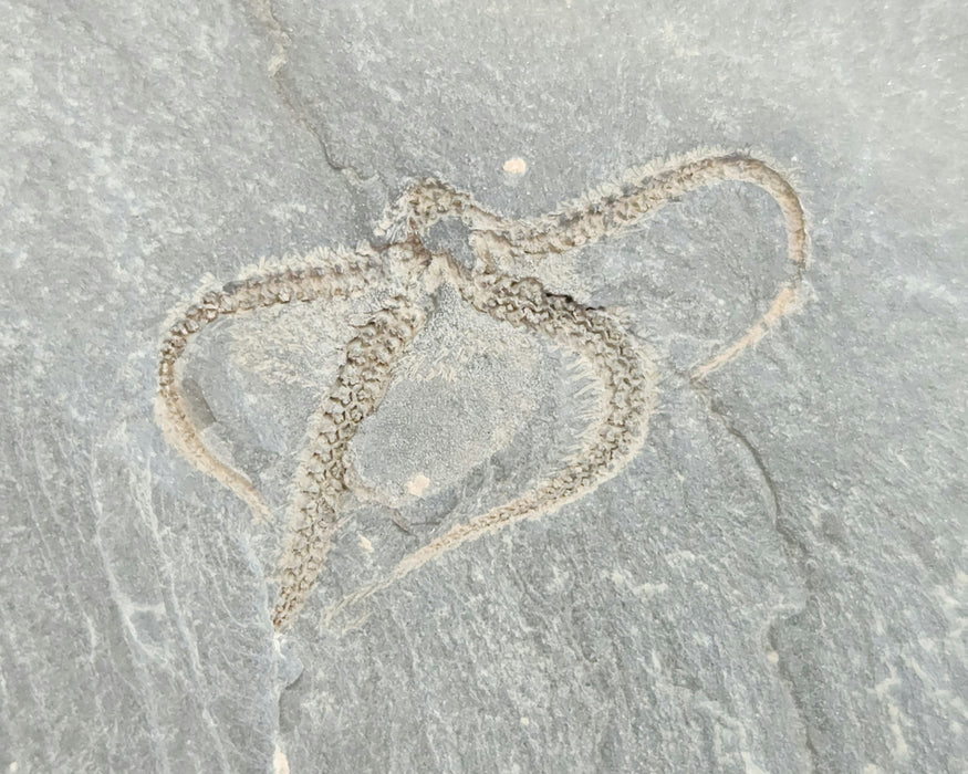 Double Ophiuroidea Brittle Star | Morocco