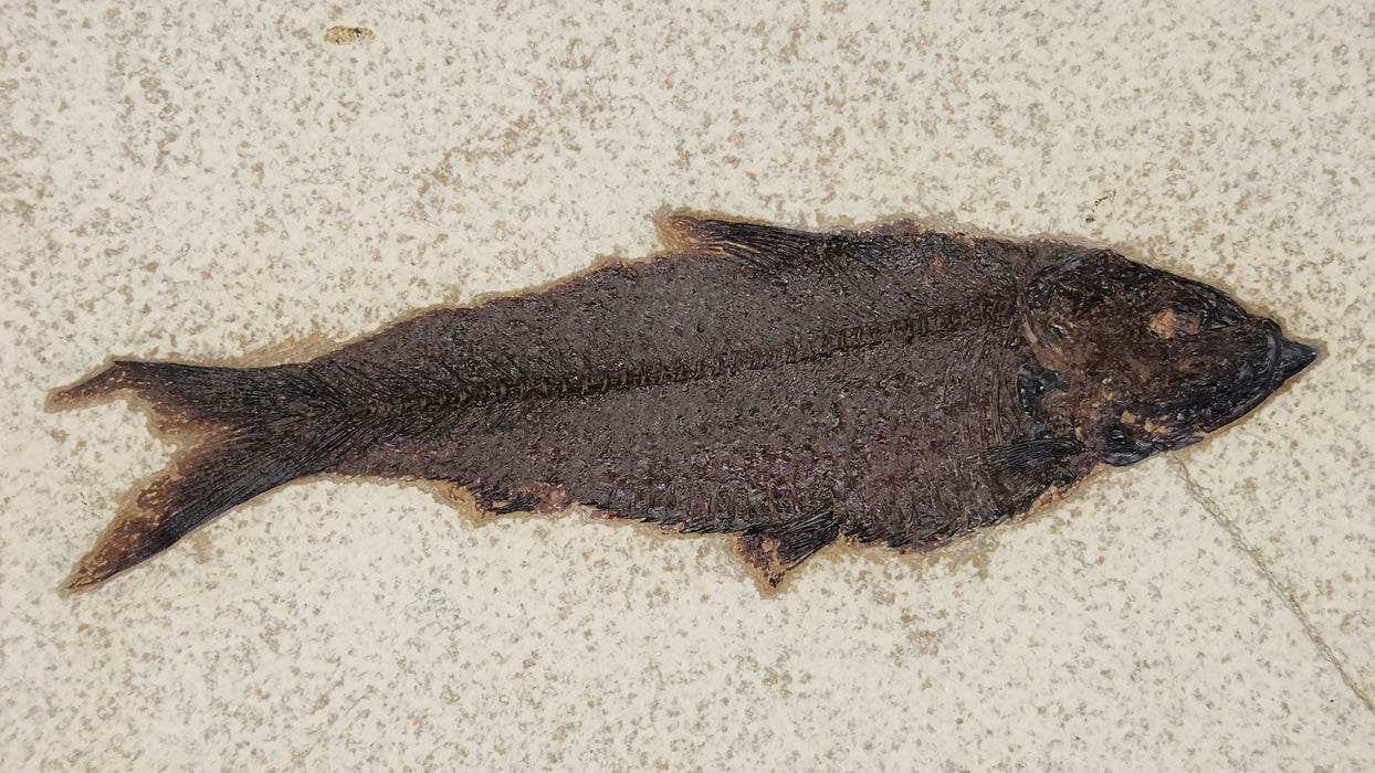6.5" Knightia eocaena | 100% Natural | Green River Formation | Wyoming