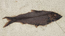 In Stone Fossils 