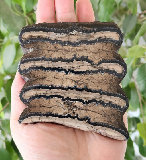 In Stone Fossils 