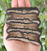 In Stone Fossils 