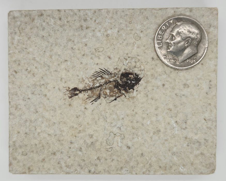 Juvenile Cockerellites liops | Green River Formation | Wyoming