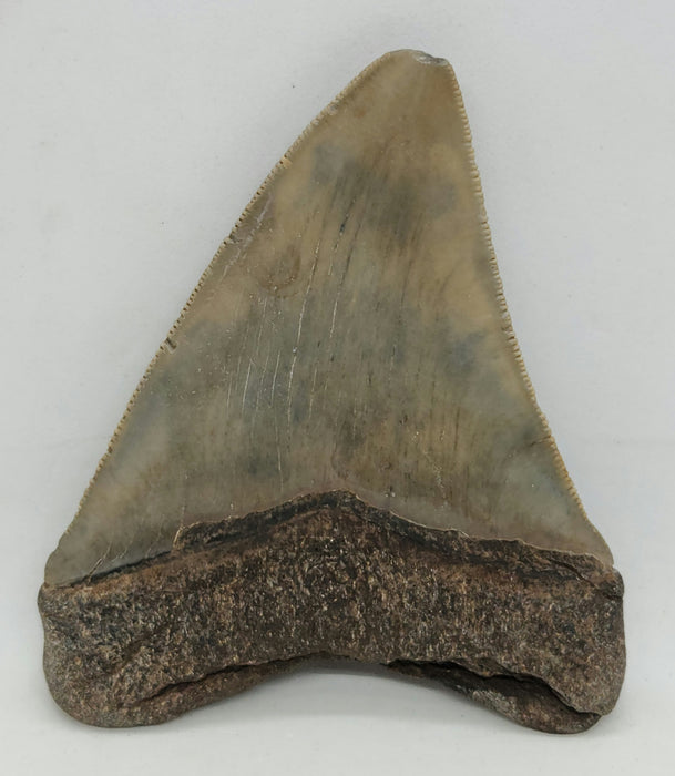 3.25" Megalodon Tooth | Hawthorn Formation