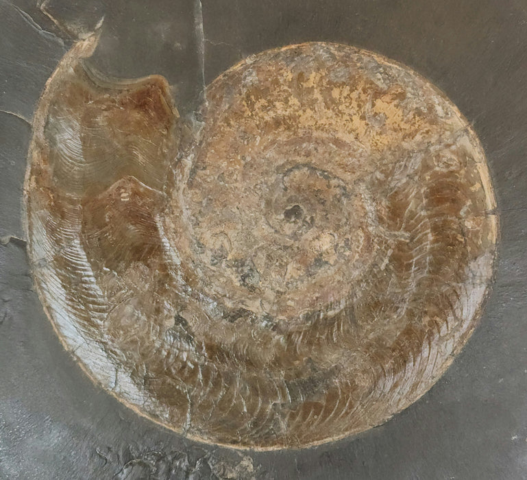 Harpoceras Ammonite | Germany