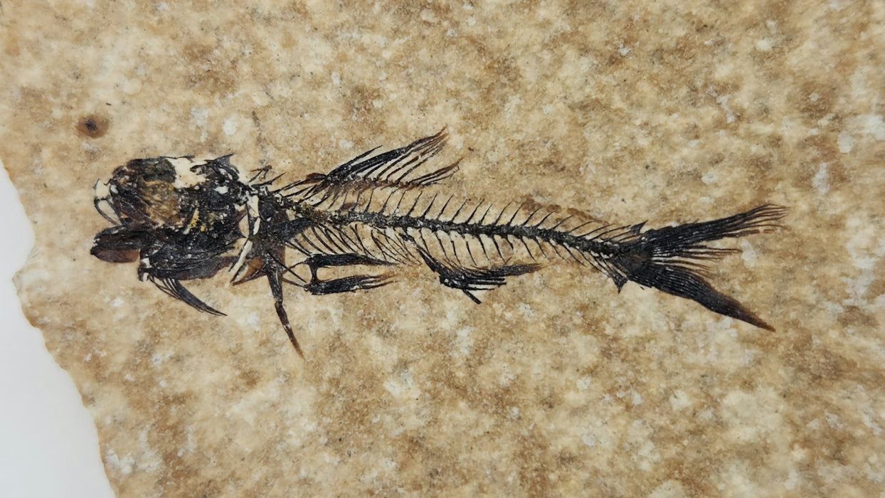 1.5" Amphiplaga brachyptera | Green River Formation | Wyoming
