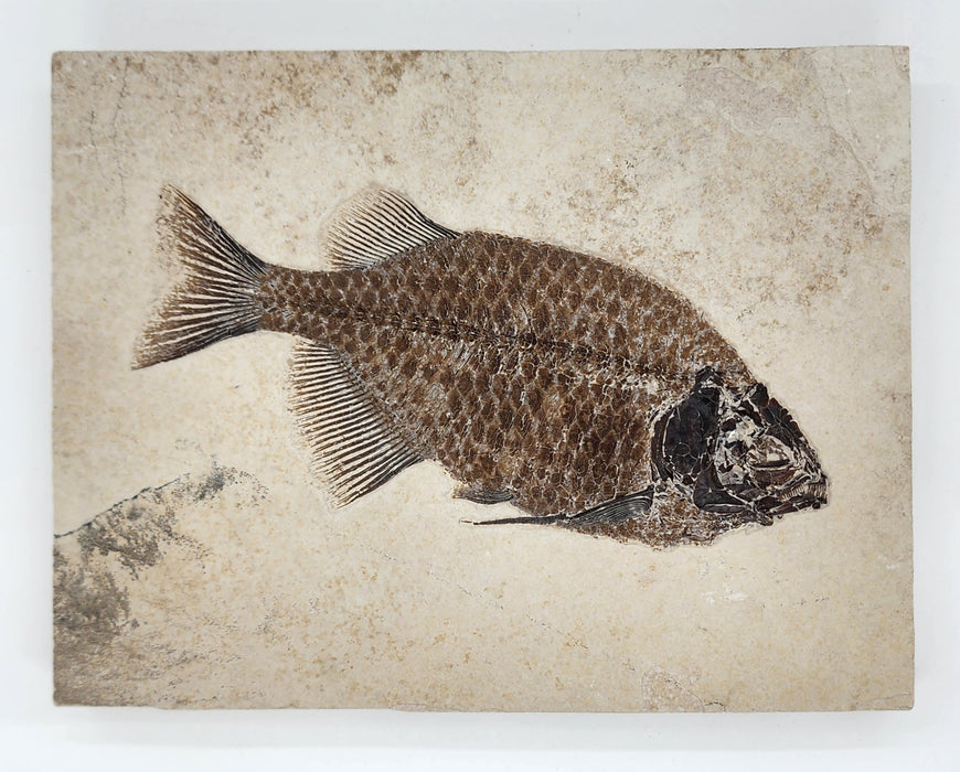 Phareodus testis | Green River Formation | Wyoming