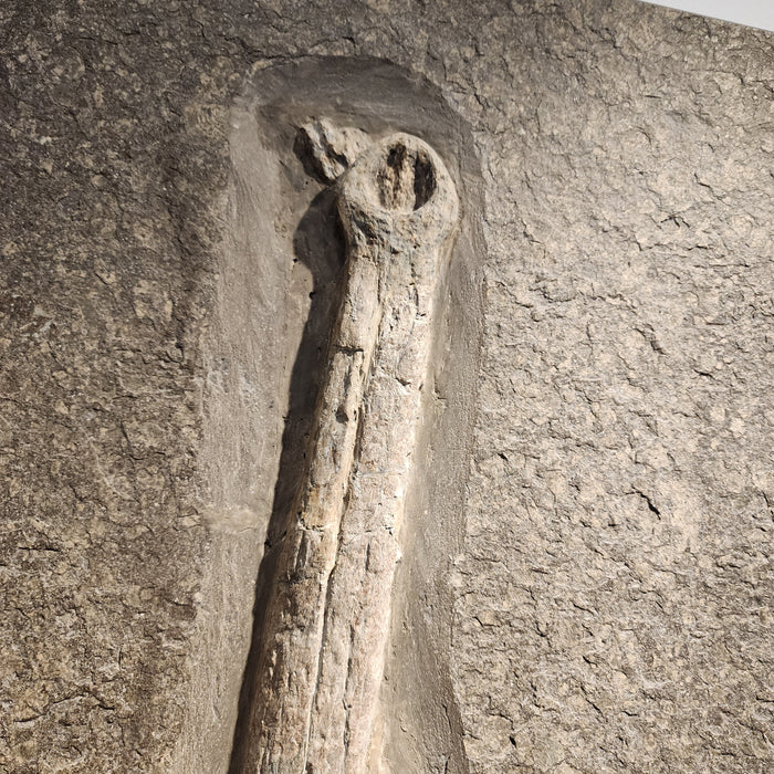 Steneosaurus bollensis Skull | Holzmaden, Germany